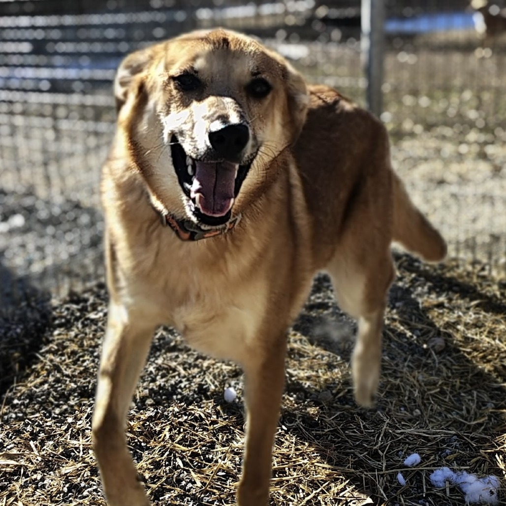 Apple Jack "Shiloh"