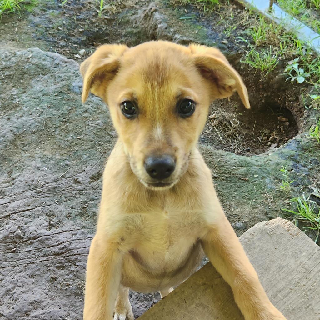 Apple Jack "Shiloh"