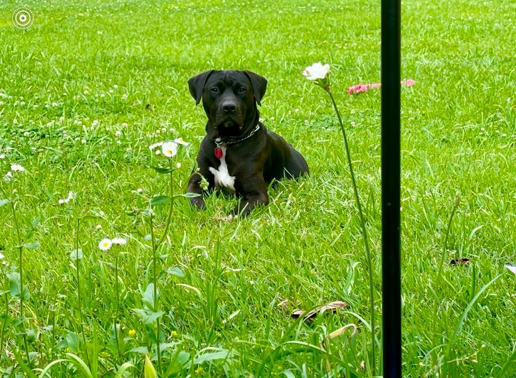 Buckley