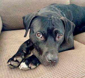 Buckley, Adult Male Labrador Retriever