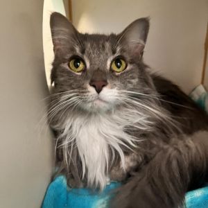 Izzie, Adult Female unknown