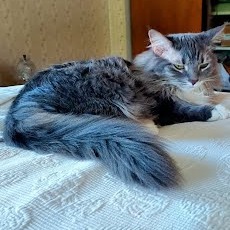 Izzie, Adult Female unknown