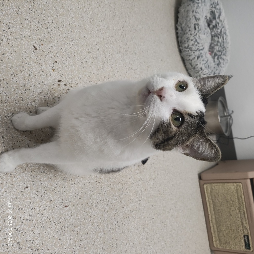 Arlo