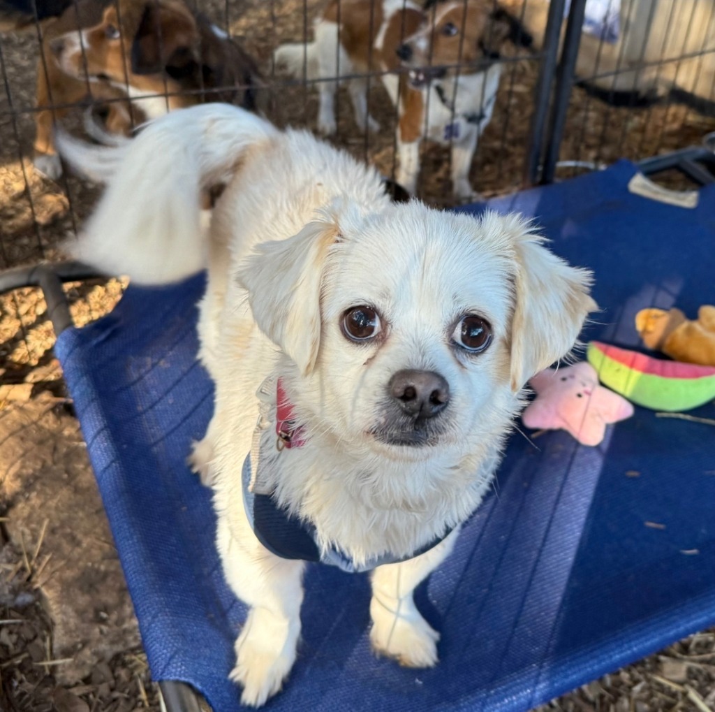 Luna, an adoptable Pekingese, Mixed Breed in Boerne, TX, 78006 | Photo Image 1