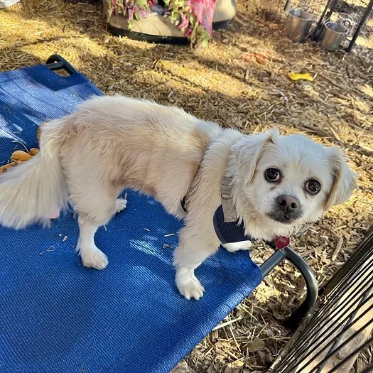 Luna, an adoptable Pekingese, Mixed Breed in Boerne, TX, 78006 | Photo Image 2