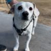 Pickles photo 6