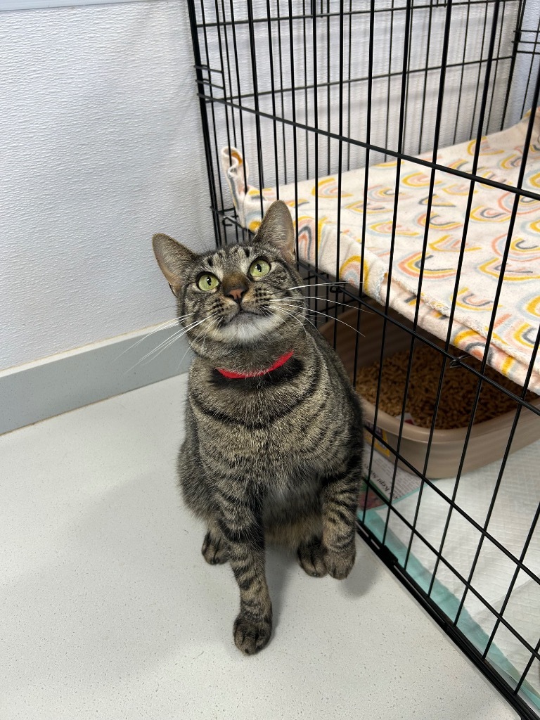 Liberty (PA), an adoptable Domestic Short Hair in Denham Springs, LA, 70726 | Photo Image 1