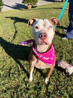 Pheonix, Adult Female Pit Bull Terrier