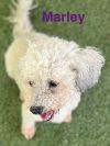Marley photo 2