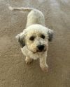 Marley photo 3