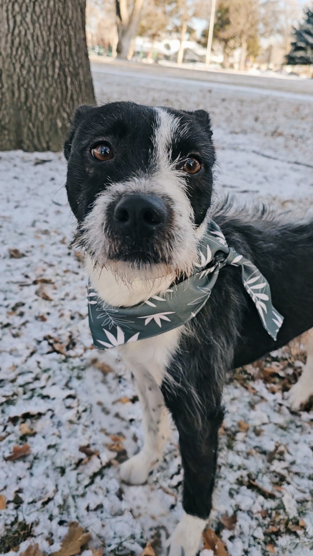 Diesel, an adoptable Parson Russell Terrier, Border Terrier in Twin Falls, ID, 83301 | Photo Image 1