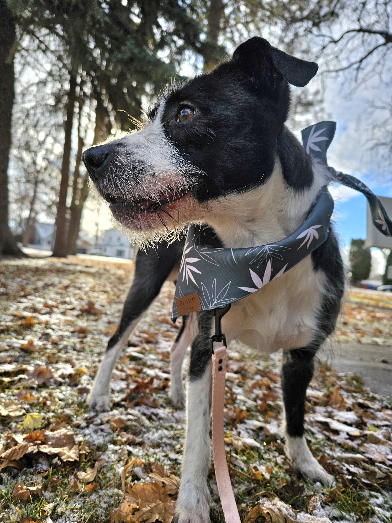 Diesel, an adoptable Parson Russell Terrier, Border Terrier in Twin Falls, ID, 83301 | Photo Image 2