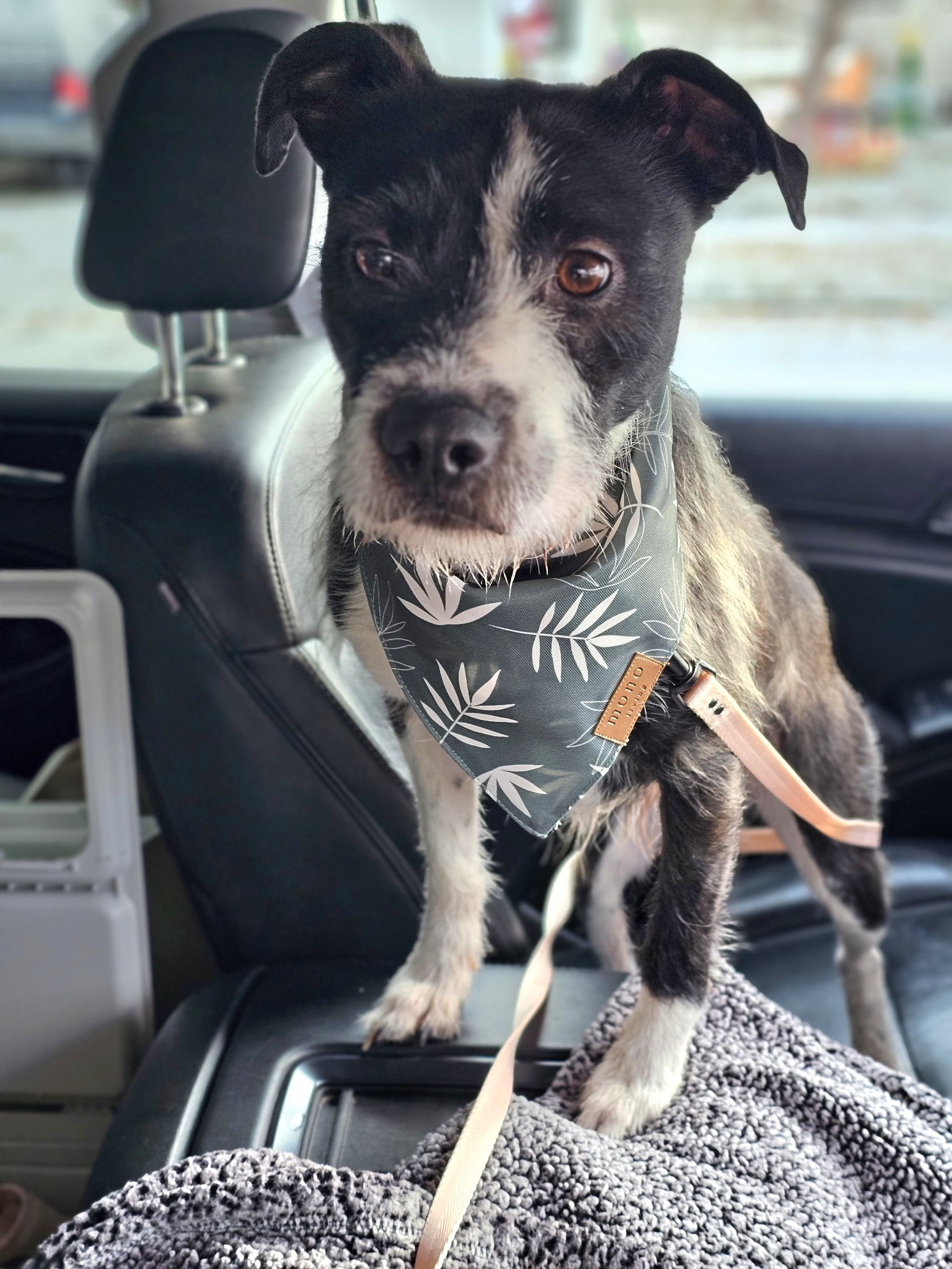 Diesel, an adoptable Parson Russell Terrier, Border Terrier in Twin Falls, ID, 83301 | Photo Image 3
