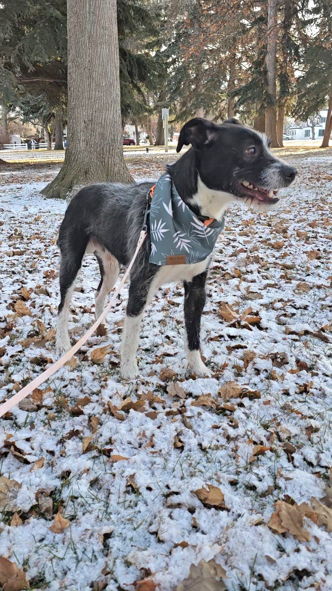 Diesel, an adoptable Parson Russell Terrier, Border Terrier in Twin Falls, ID, 83301 | Photo Image 4