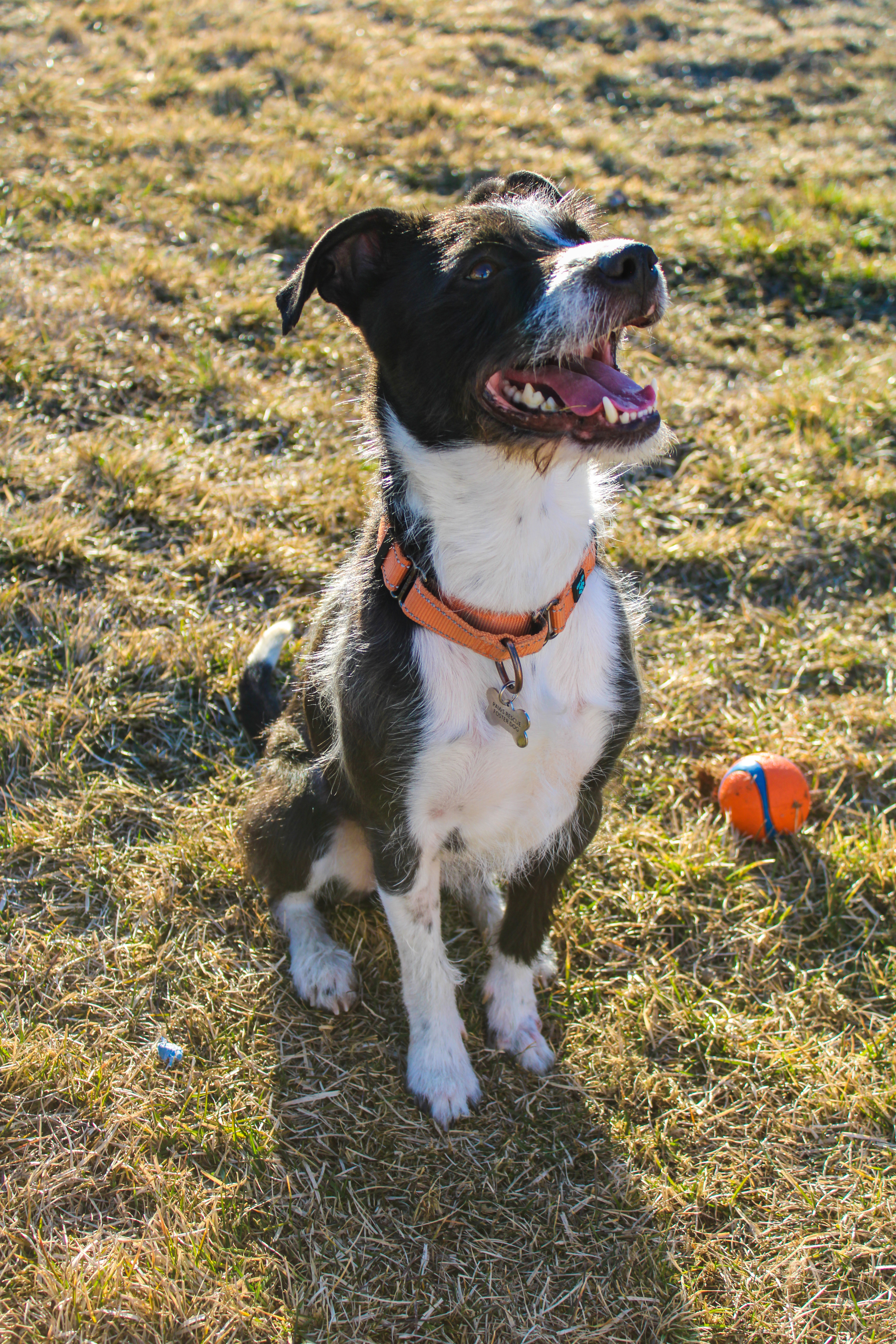 Diesel, an adoptable Parson Russell Terrier, Border Terrier in Twin Falls, ID, 83301 | Photo Image 5