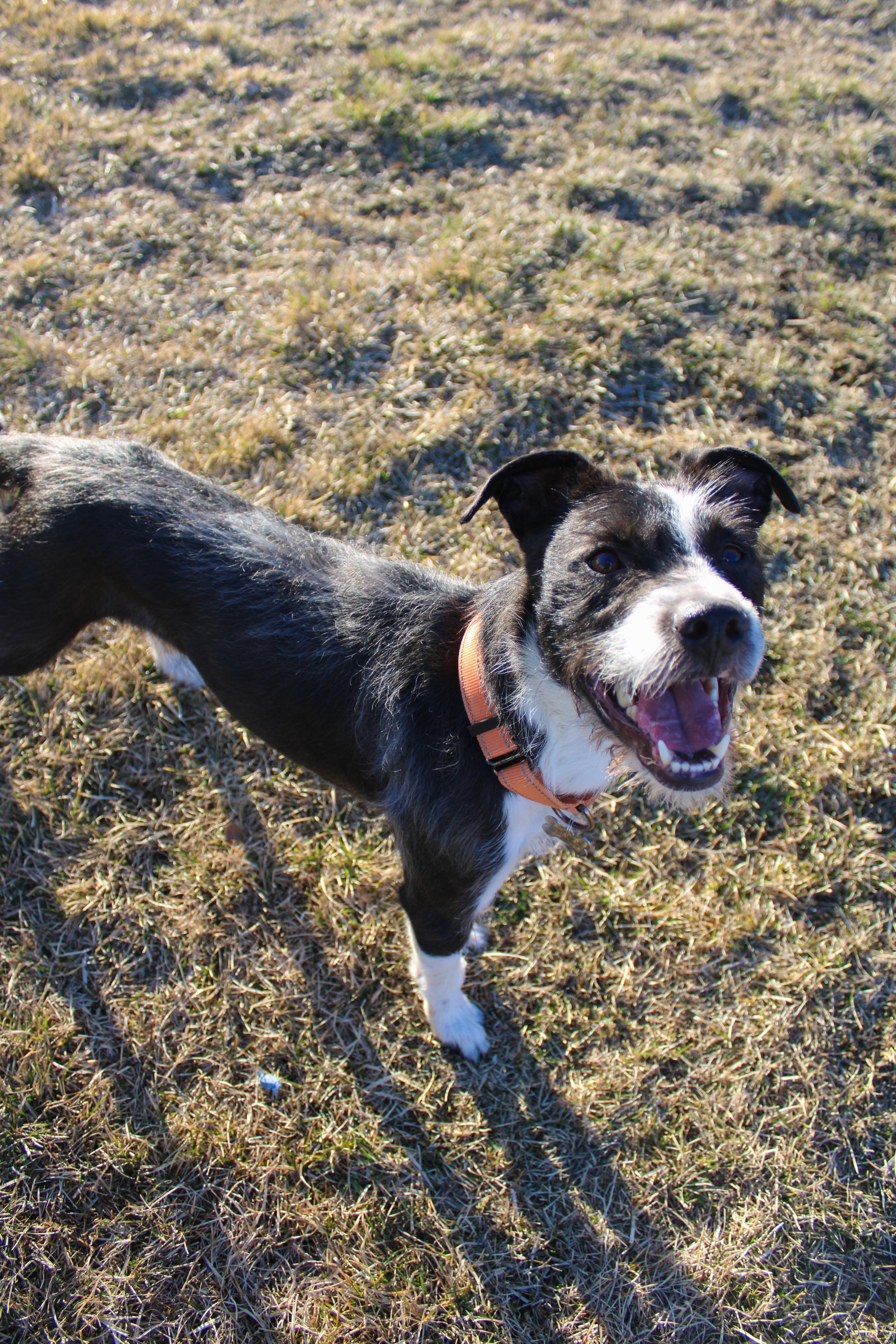 Diesel, an adoptable Parson Russell Terrier, Border Terrier in Twin Falls, ID, 83301 | Photo Image 6