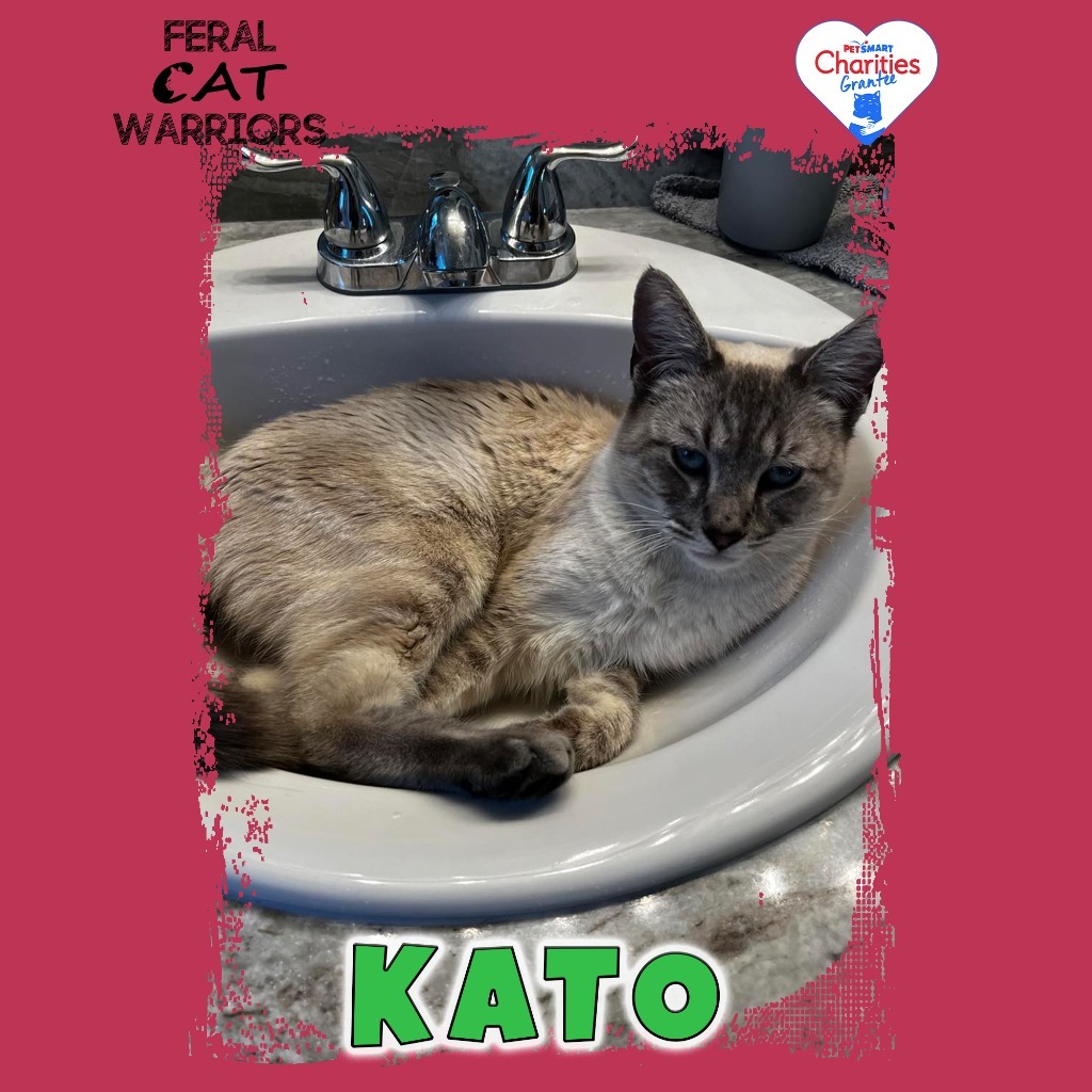Kato, an adoptable Domestic Short Hair in Kingman, AZ, 86401 | Photo Image 1