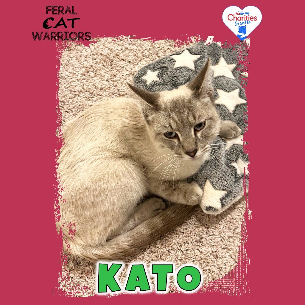 Kato, an adoptable Domestic Short Hair in Kingman, AZ, 86401 | Photo Image 3