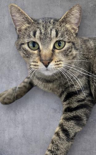 Roxi, an adoptable Domestic Short Hair in Thief River Falls, MN, 56701 | Photo Image 1