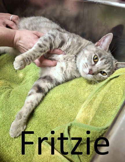 Fritzie