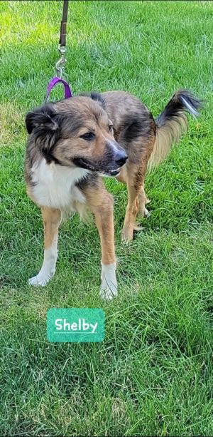 Shelby, Adult Female Australian Shepherd