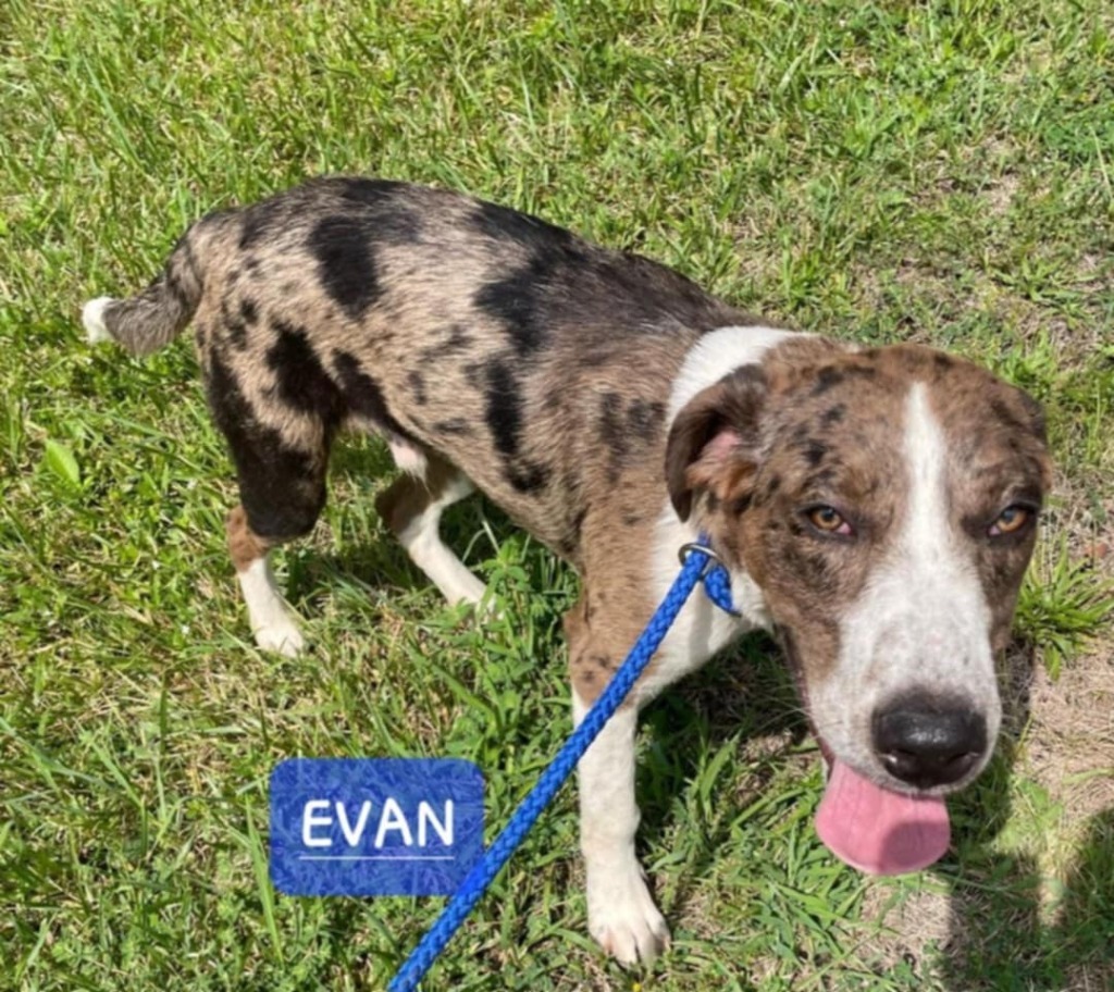 Evan