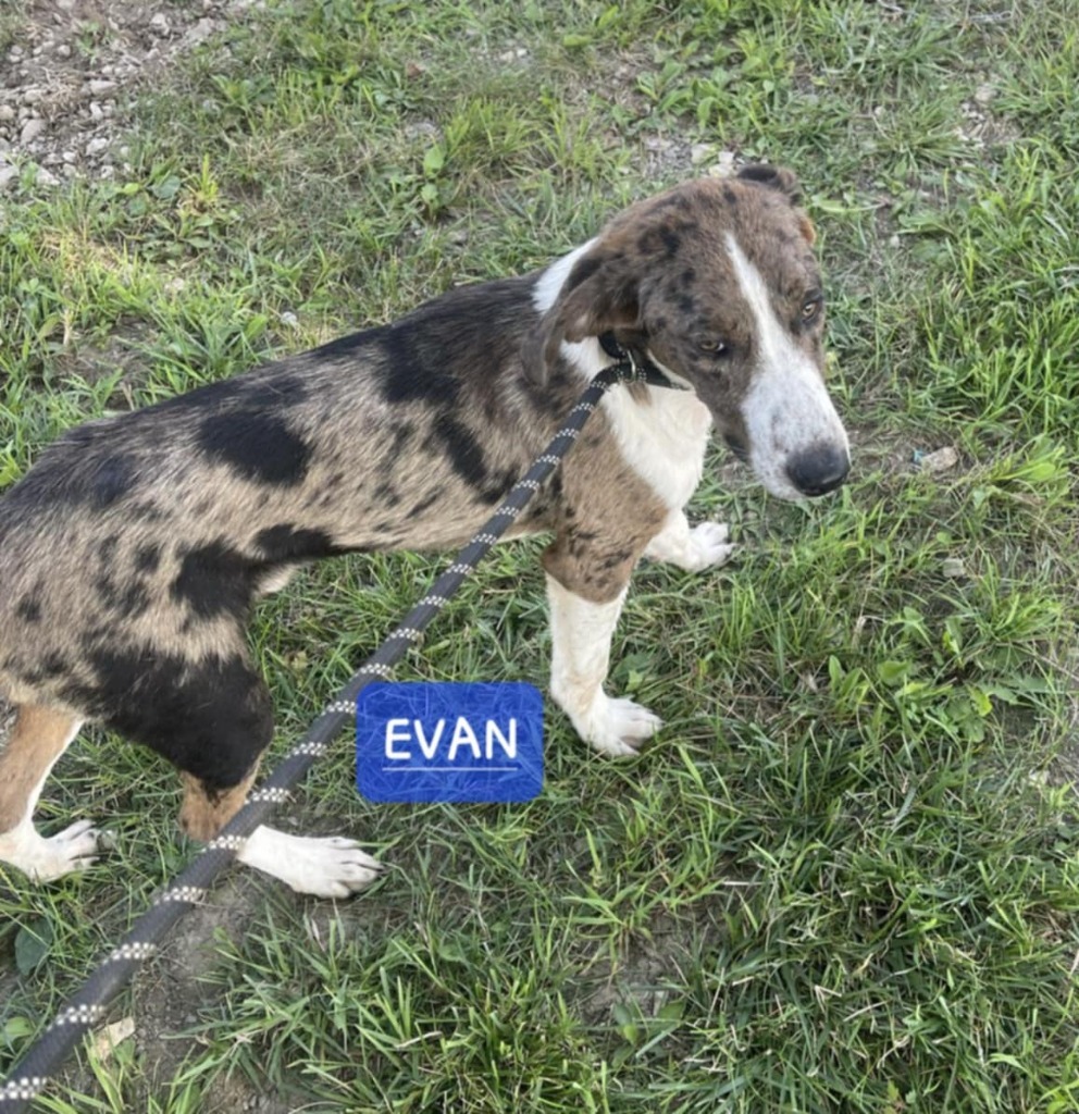 Evan