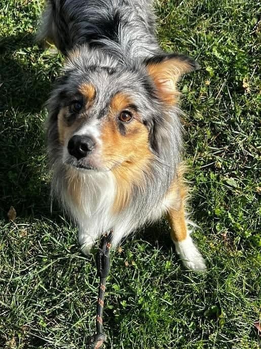 Simon