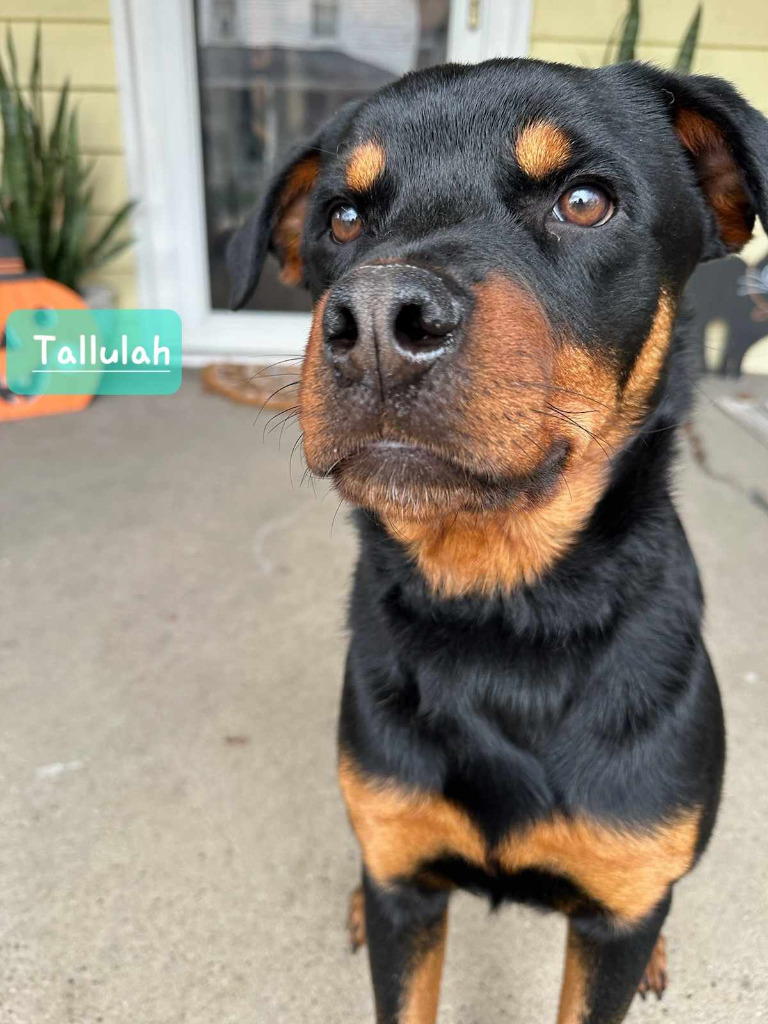 Tallulah