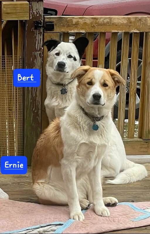 Ernie