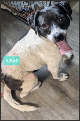 Virgo