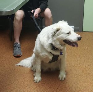 Charlie, Adult Male Great Pyrenees