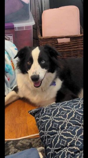 Cookie Raya, Adult Female Border Collie