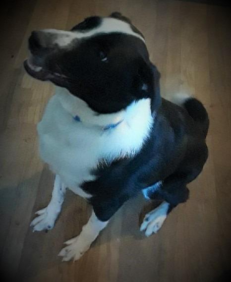 Onyx