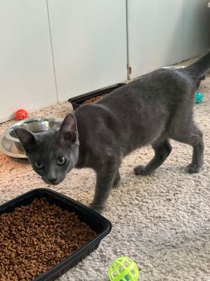 Meredith Grey, Young Female Domestic Short Hair