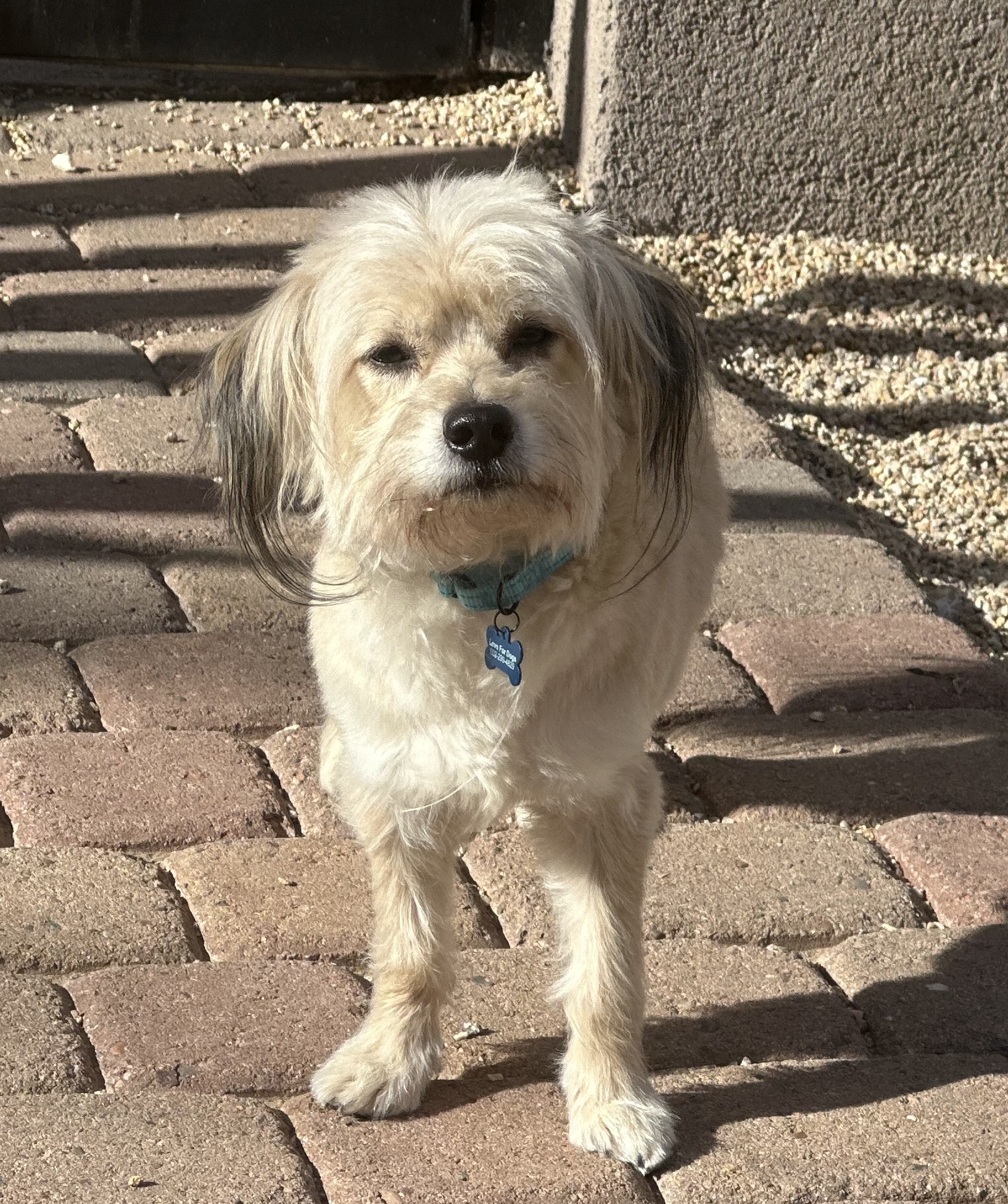 Nitro, an adoptable Havanese, Maltese in Scottsdale, AZ, 85262 | Photo Image 1