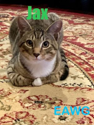 Jax, Young Male Domestic Short Hair