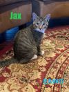 Jax photo 2