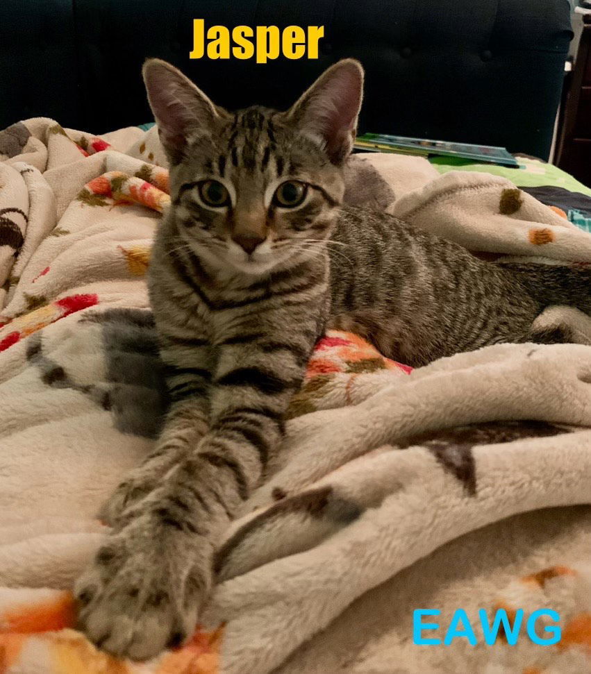 Jasper, an adoptable Domestic Short Hair, Tabby in Pensacola, FL, 32501 | Photo Image 1
