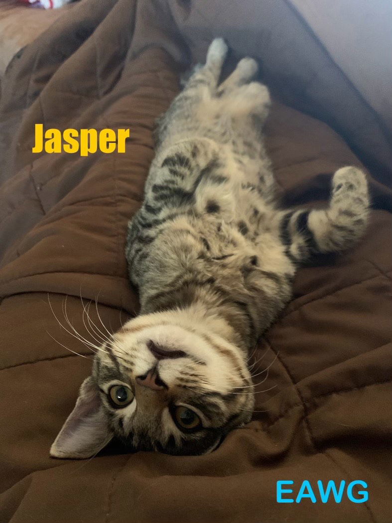 Jasper, an adoptable Domestic Short Hair, Tabby in Pensacola, FL, 32501 | Photo Image 2