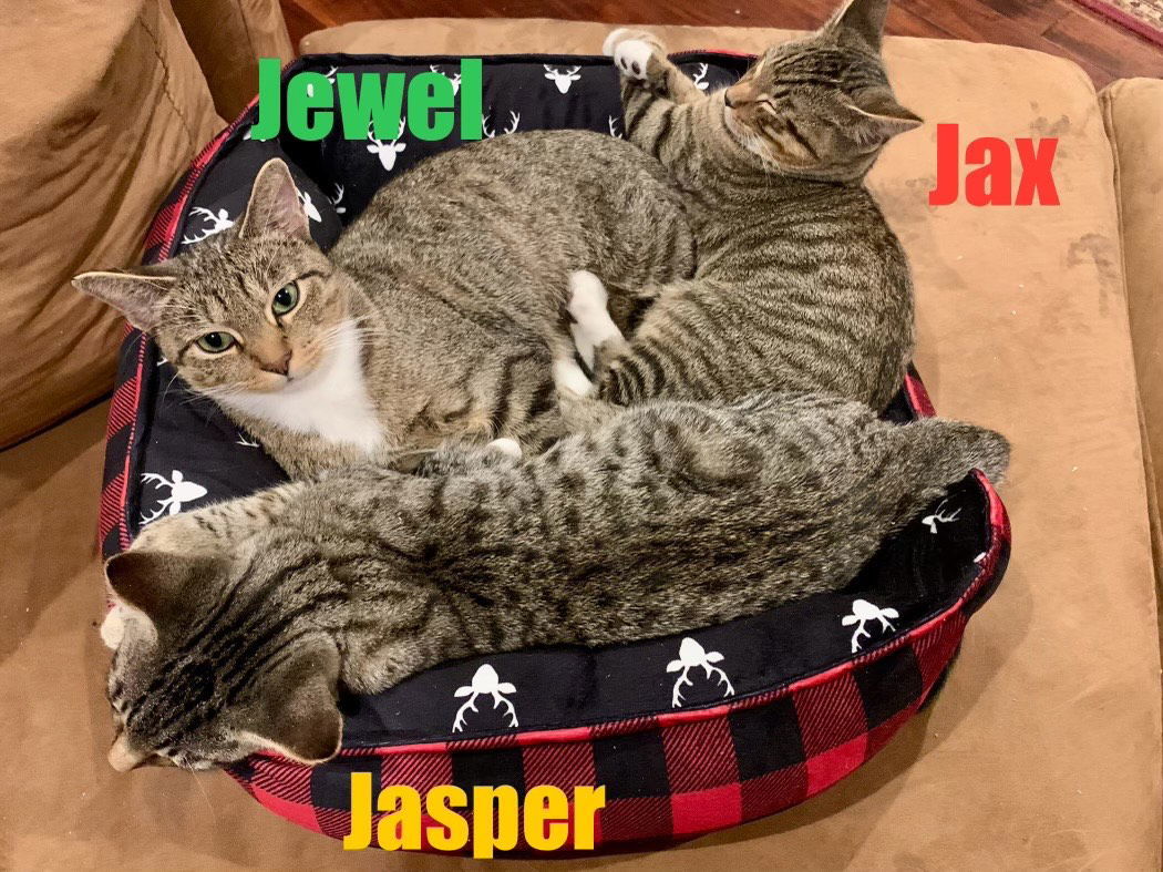 Jasper, an adoptable Domestic Short Hair, Tabby in Pensacola, FL, 32501 | Photo Image 3