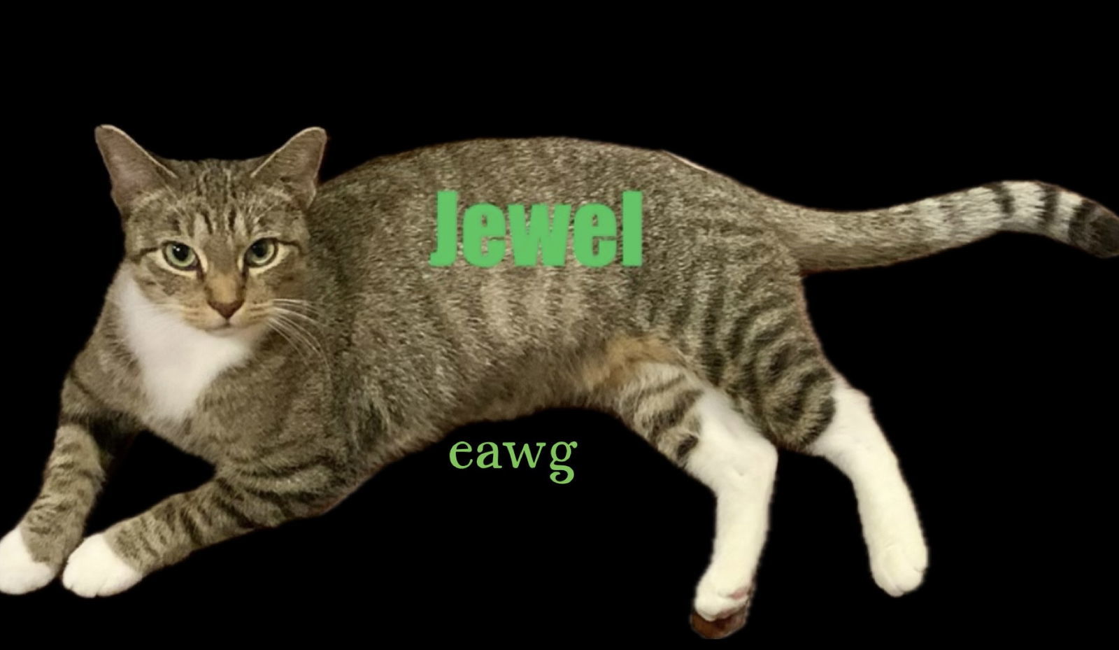 Jewel, an adoptable Domestic Short Hair in Pensacola, FL, 32501 | Photo Image 1