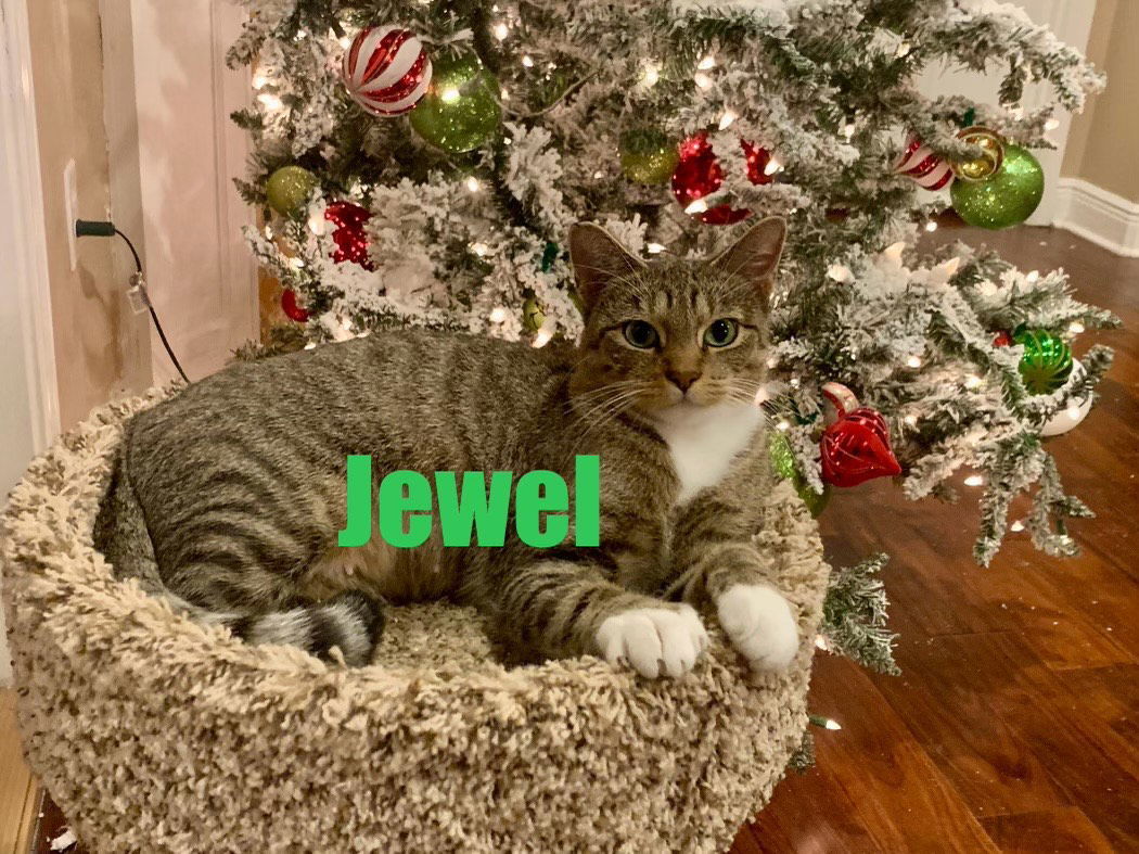 Jewel, an adoptable Domestic Short Hair in Pensacola, FL, 32501 | Photo Image 3