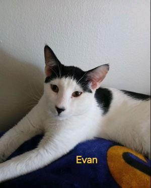 Evan, Young Male American Shorthair