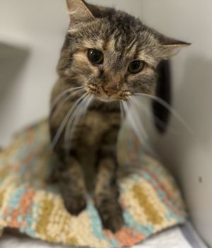 Poppy NC, Senior Female Domestic Short Hair