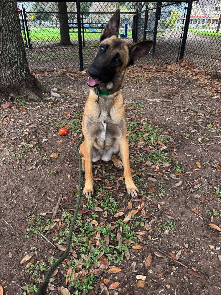 Stella fna Elsia - Located in TX
