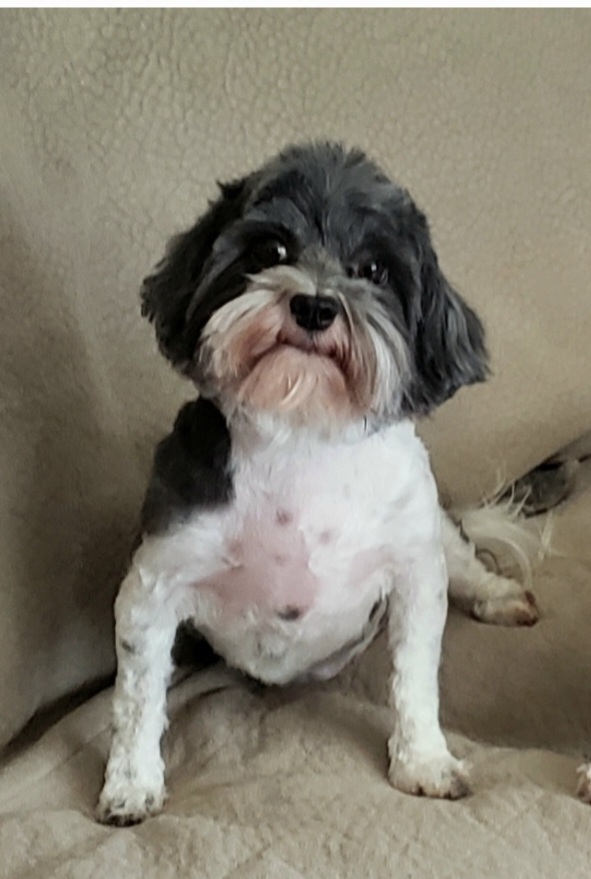 Vanna Havanese, an adoptable Havanese in Gillsville, GA, 30543 | Photo Image 1