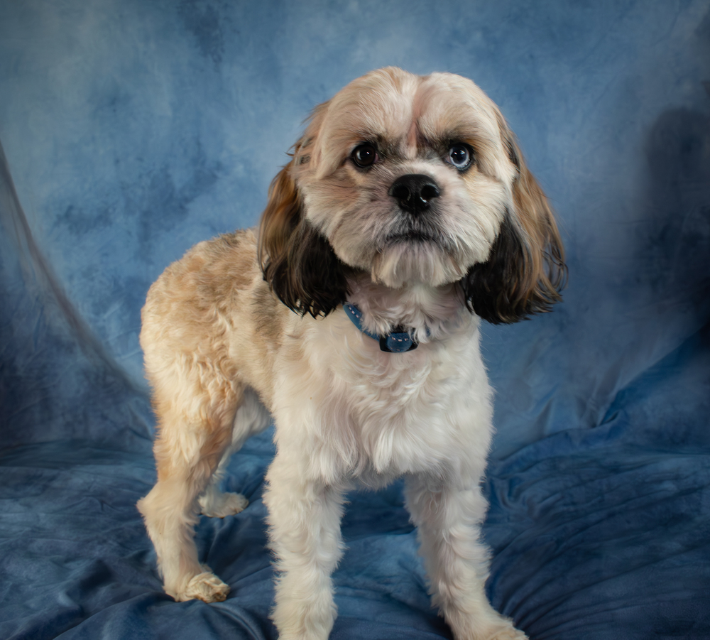 Odin, an adoptable Cockapoo in Richardson, TX, 75085 | Photo Image 1