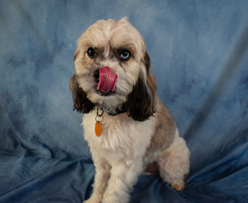 Odin, an adoptable Cockapoo in Richardson, TX, 75085 | Photo Image 2