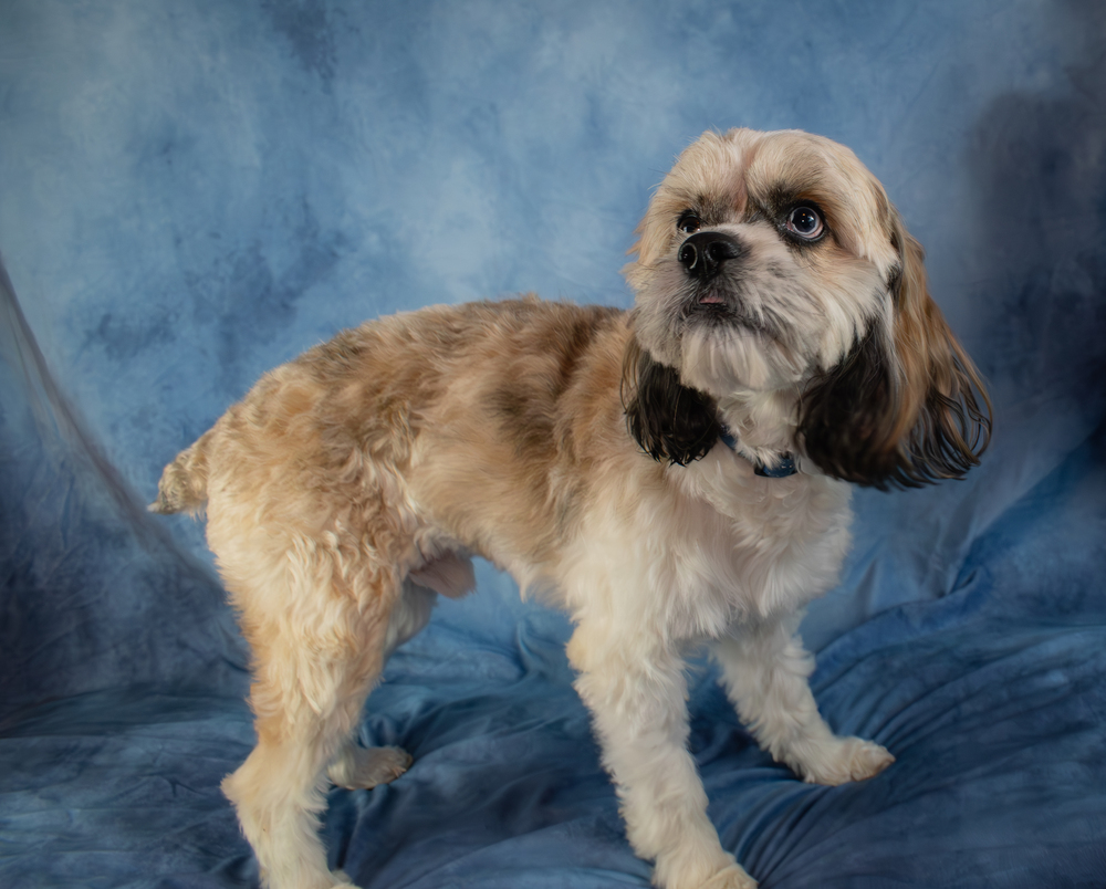 Odin, an adoptable Cockapoo in Richardson, TX, 75085 | Photo Image 3